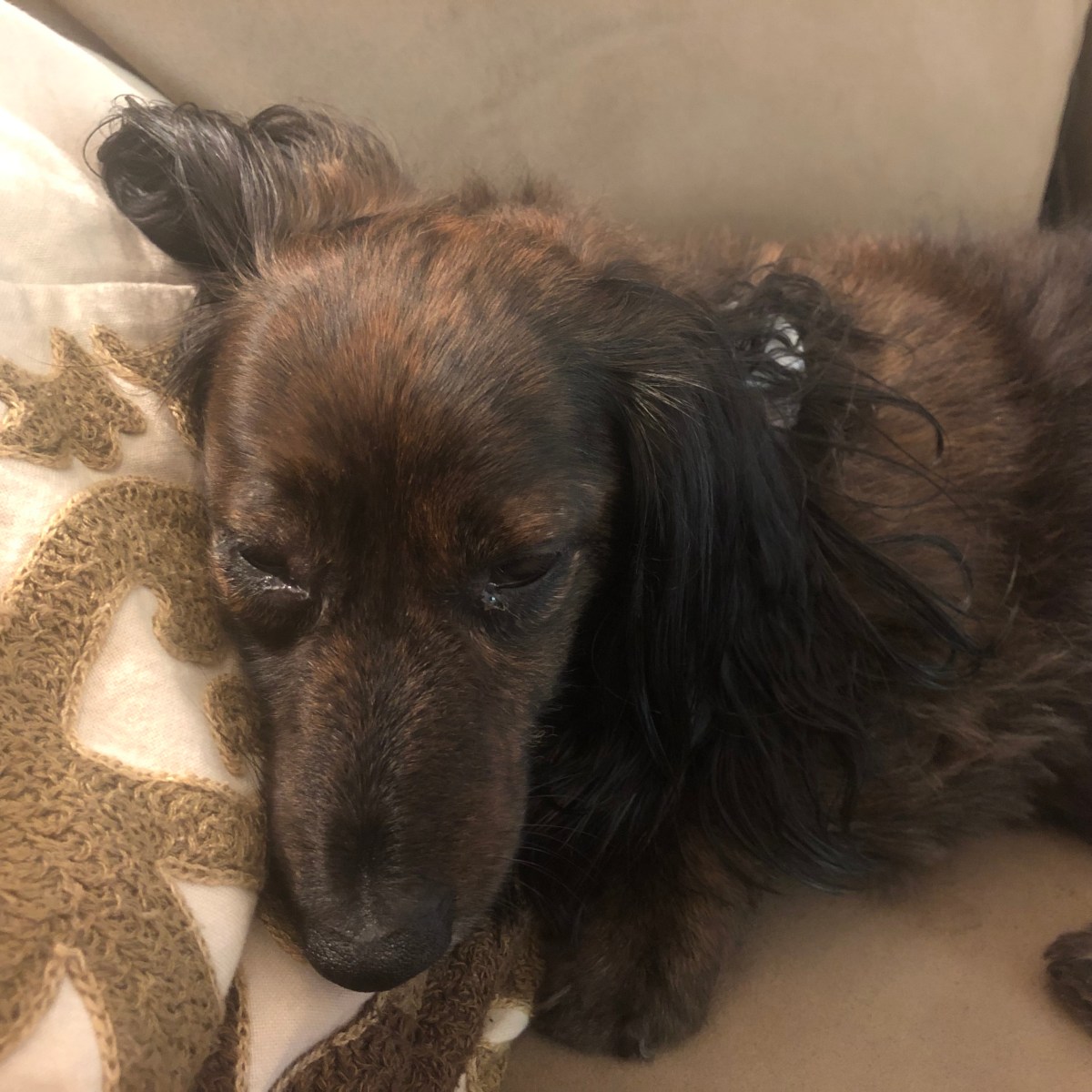 Tales of a Hangry&nbsp;Dachshund